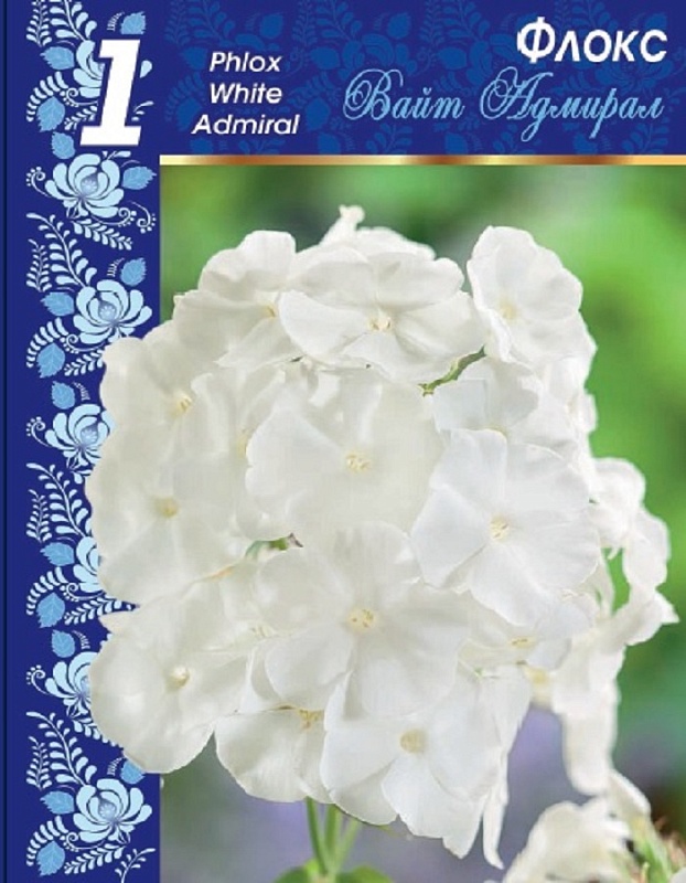 Флокс Вайт Адмирал